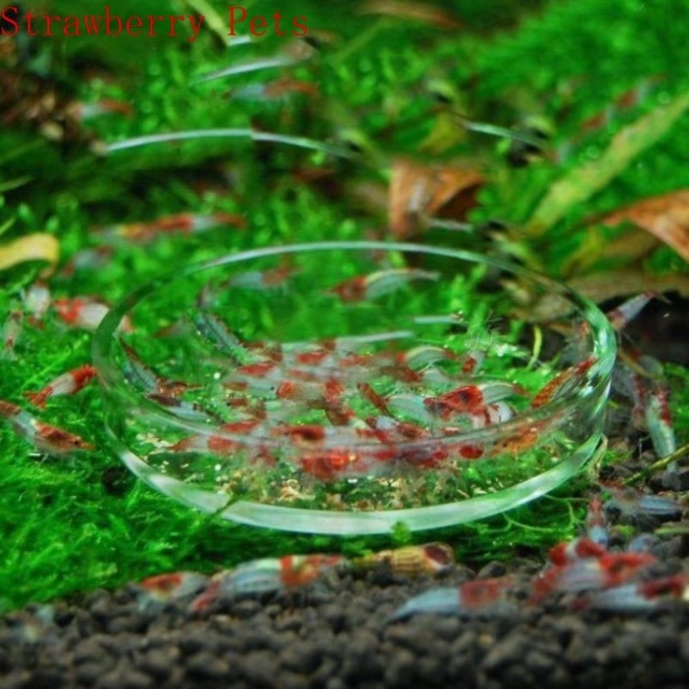 Glass Aquarium Feeding Bowl Du - Baby Food Shrimp ulasan dan harga